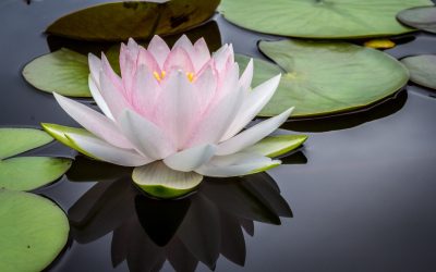 Resources for Mindfulness and Anxiety